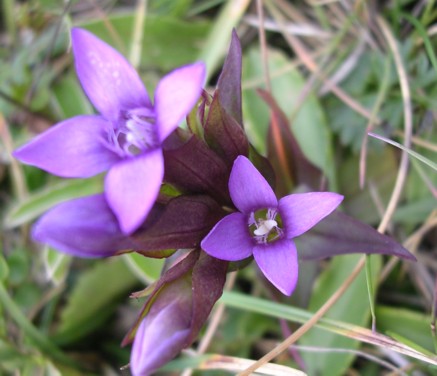Gentianella campestris /  Genzianella campestre